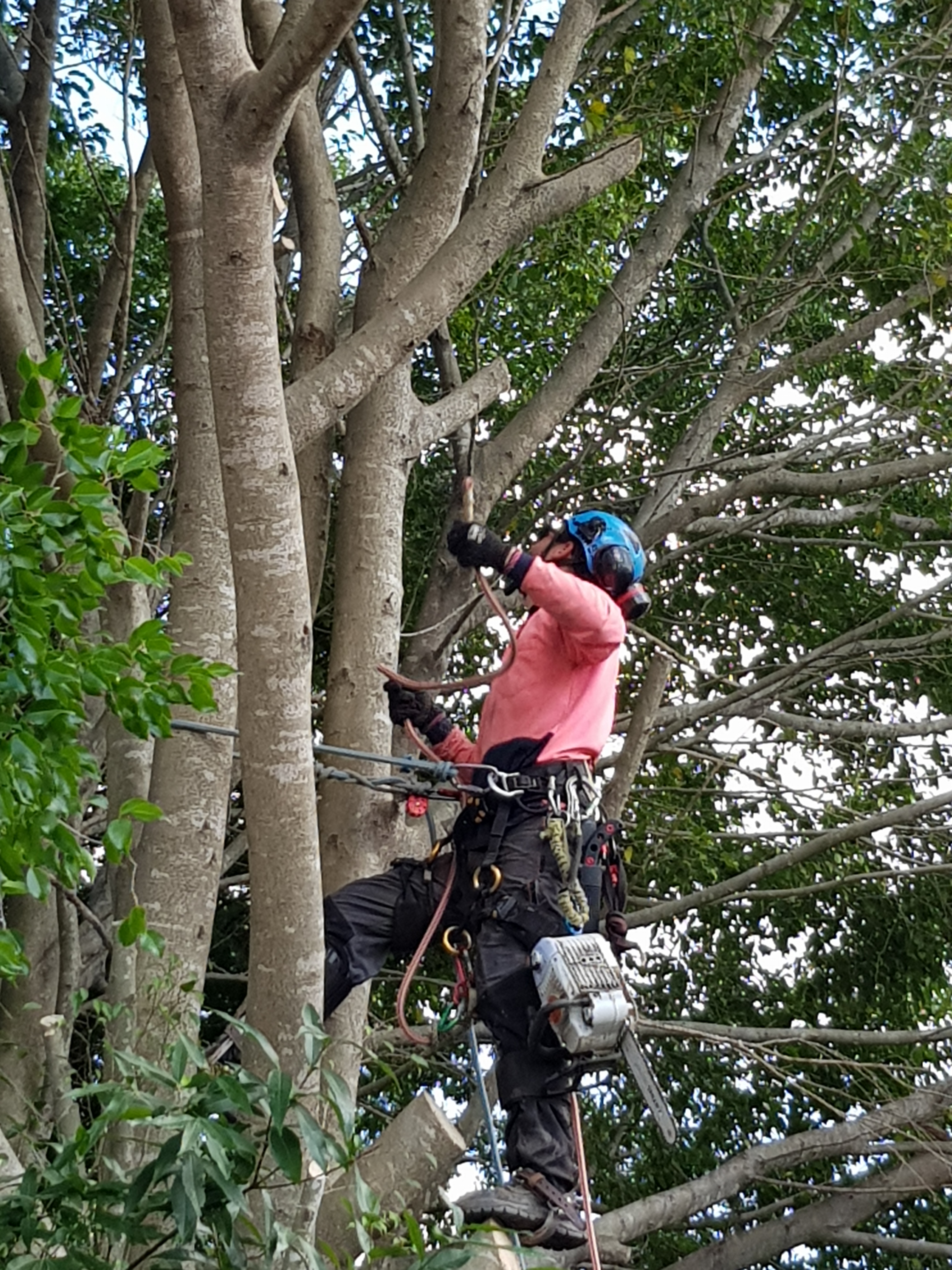 Qualified Arborists