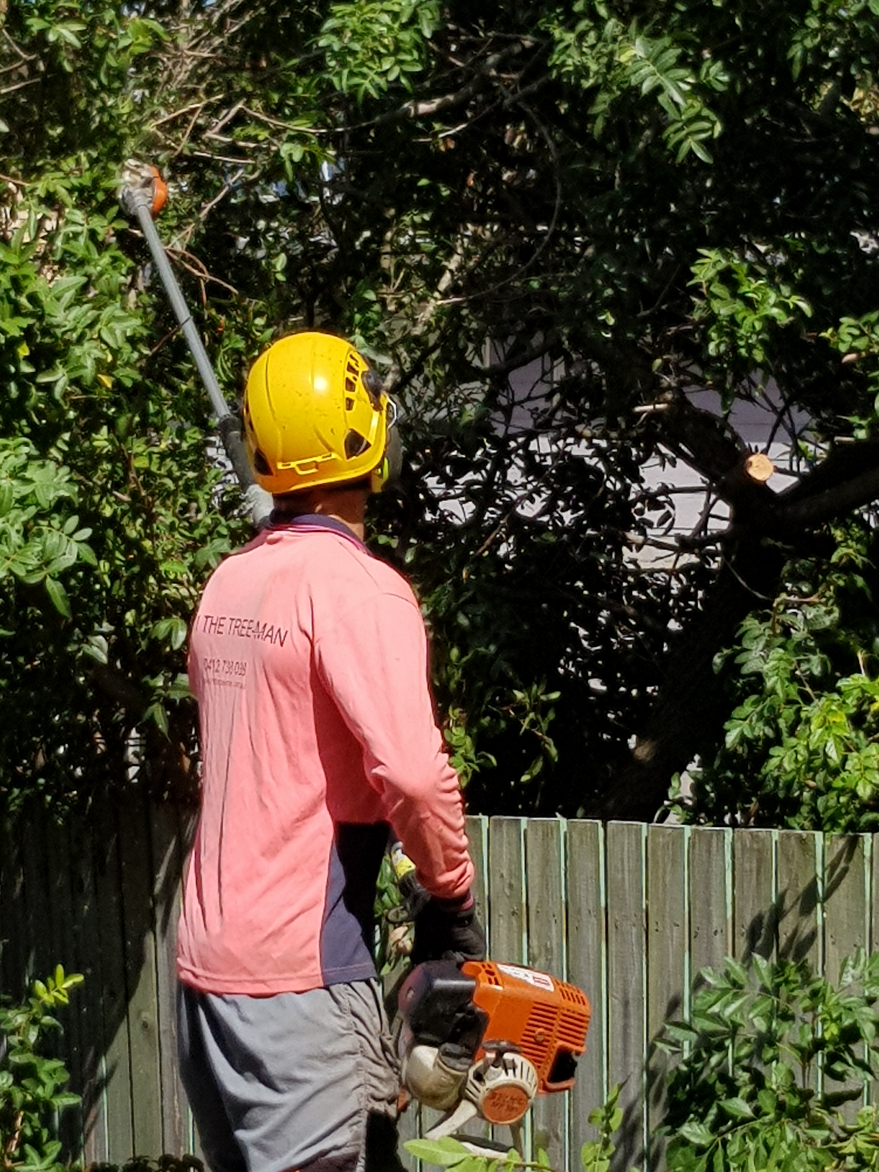 Tree trimming