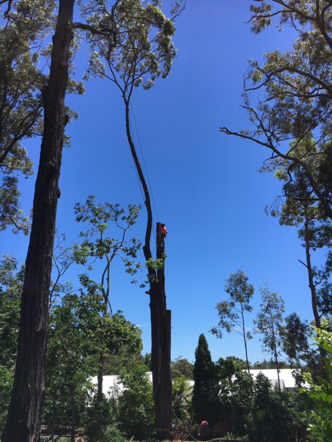 Large tree removal