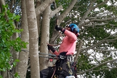 Qualified Arborists