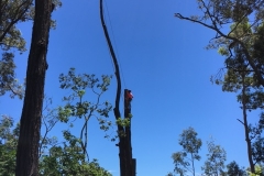 Large tree removal