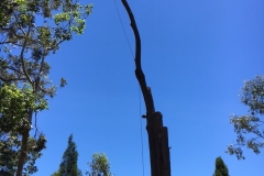 Large tree removal