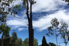 Large tree removal