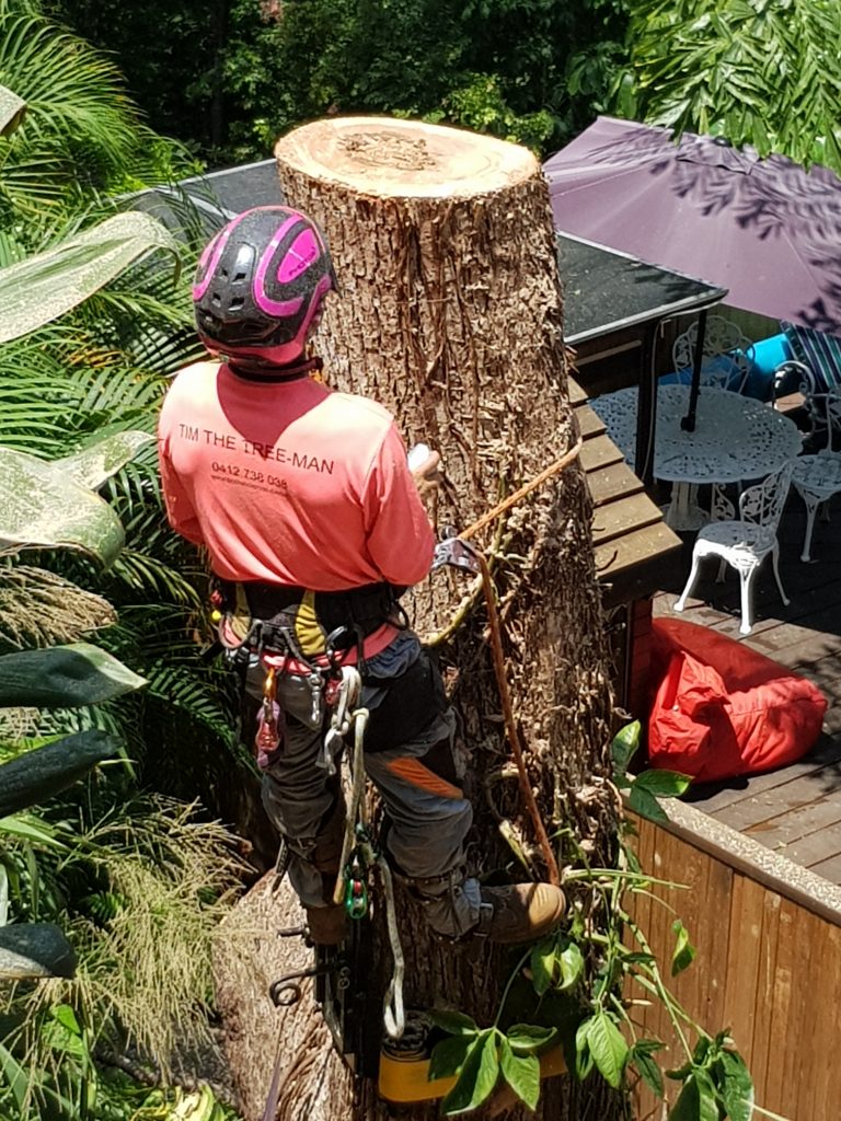 Why hire an Arborist? Tim the Tree Man